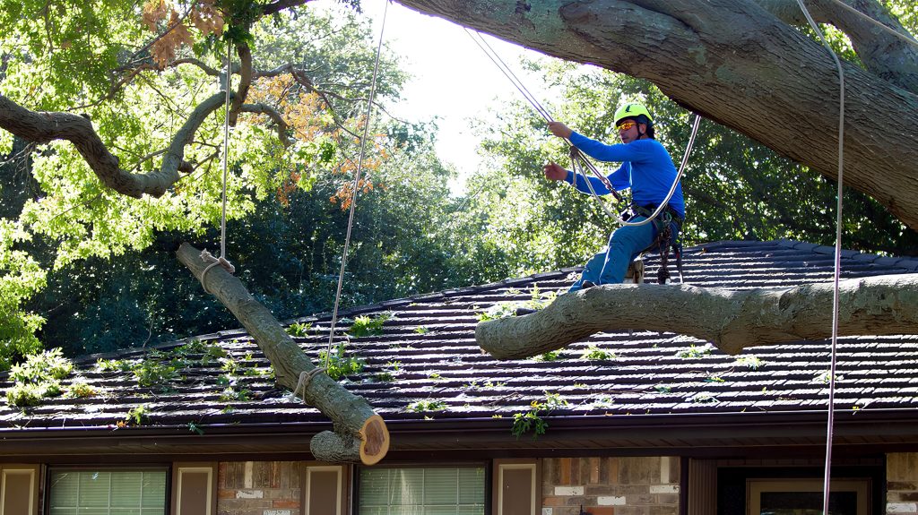 When Professional Tree Removal Is the Right Choice for Your Property