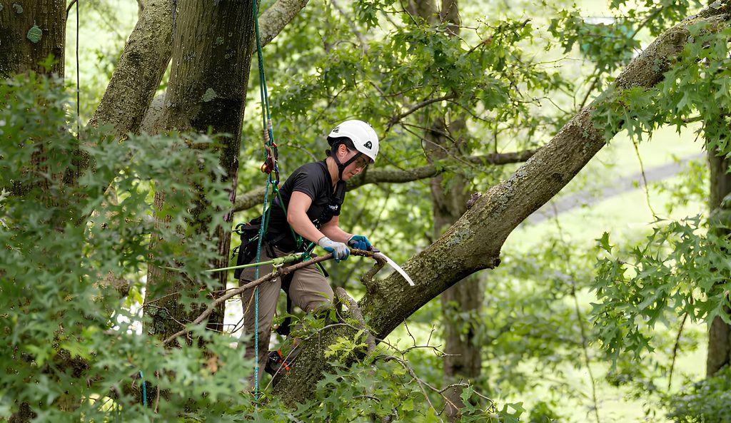 Why Professional Tree Trimming Is Essential for Healthy and Safe Trees