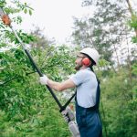 Residential tree service project by Arbor Tree Service
