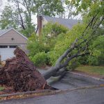 Professional arborist service in Massachusetts