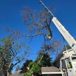 Crane removing a large tree near a house