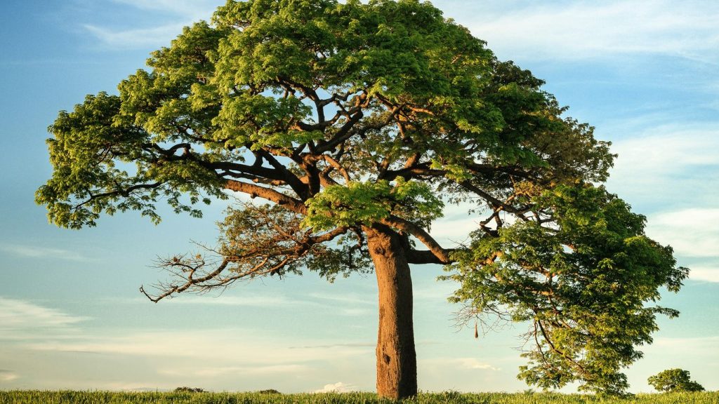 Do You Need a Permit to Remove a Tree in Massachusetts?