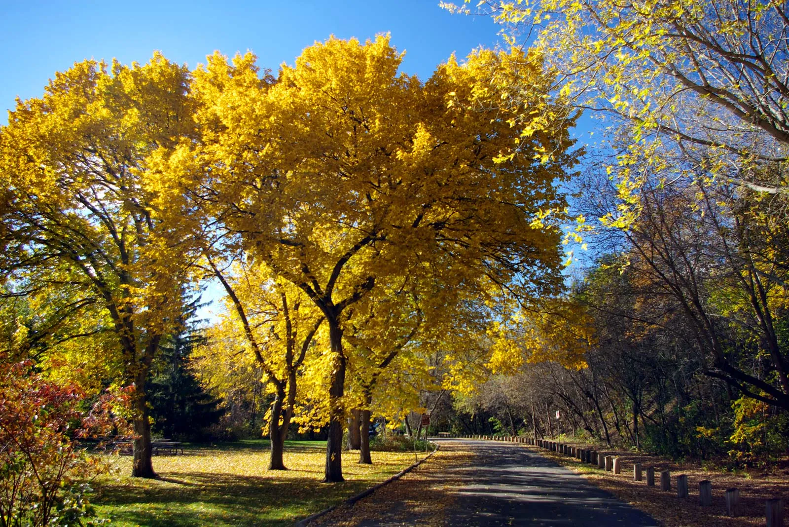 Ice Storms and Tree Failure: Which Species Break First in New England 1 American elm trees park