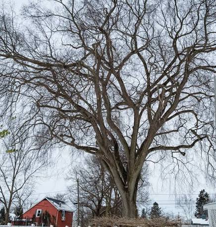 Ice Storms and Tree Failure: Which Species Break First in New England