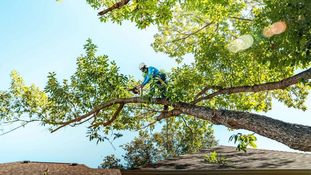 Paying for Tree Removal in Massachusetts: Payment Options and What to Ask