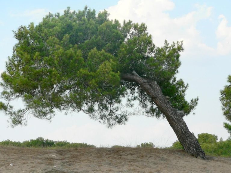 Ice Storms and Tree Failure: Which Species Break First in New England 3 leaning tree near beach 768x576 1