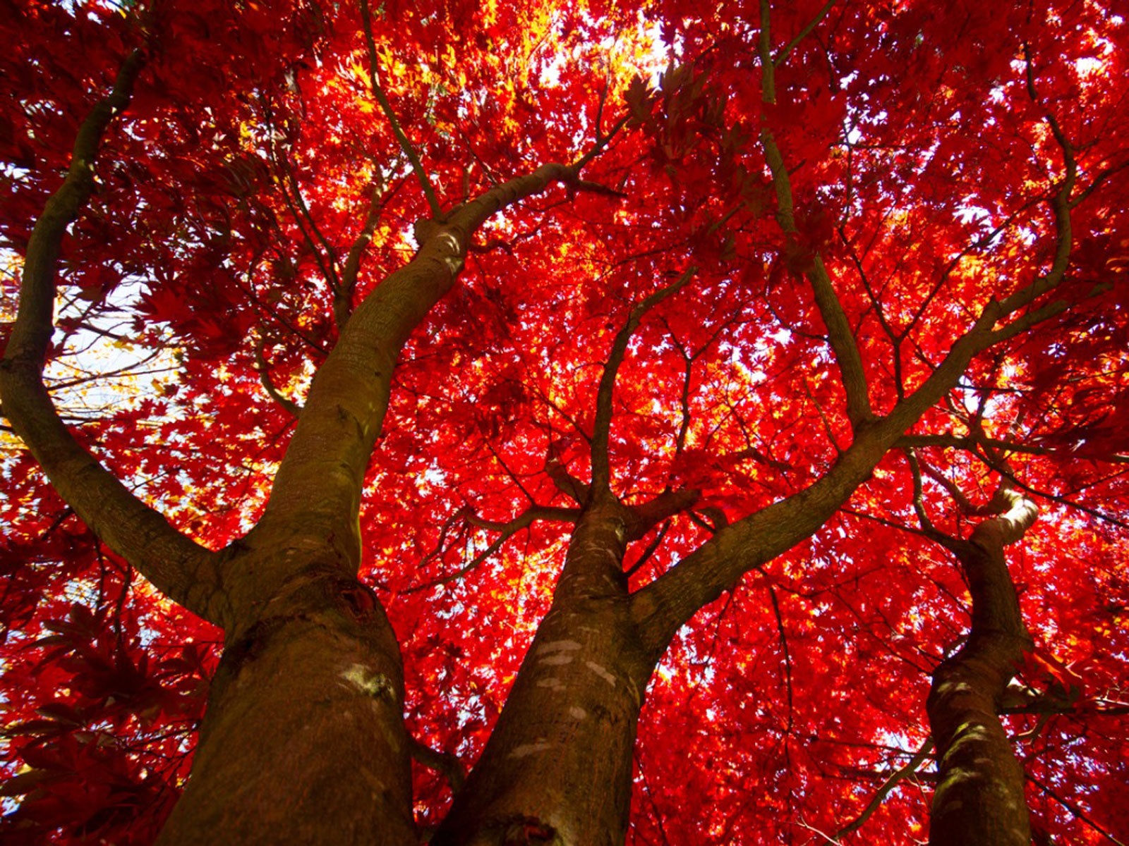 Ice Storms and Tree Failure: Which Species Break First in New England 2 red maple
